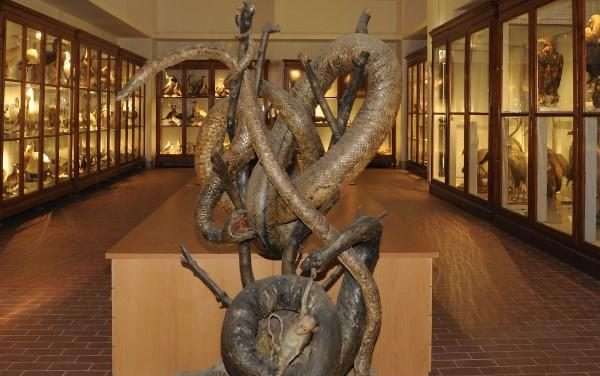 Galleria di storia naturale del Cams tra le visite guidate di Gran Tour Perugia